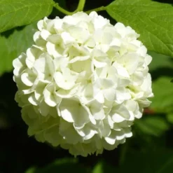 Hydrangea White -NatureNest Shop hydrangea white 1
