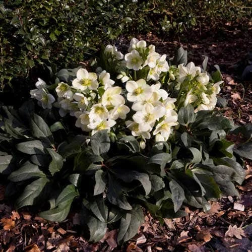 Hellebore Ice Breaker Max - Winter Rose 1 Hellebore Ice Breaker Max - Winter Rose