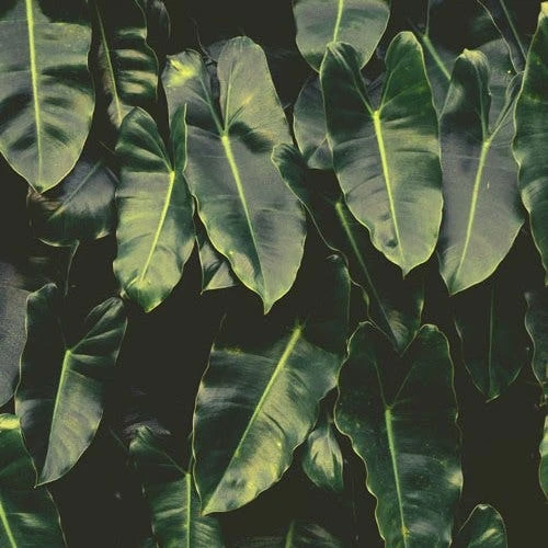 Philodendron Imbe 7 Philodendron Imbe - Image 7