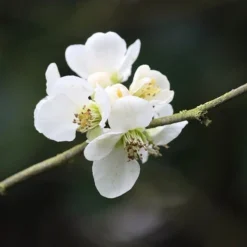 Chaenomeles Nivalis - Japanese Quince -NatureNest Shop japan quince