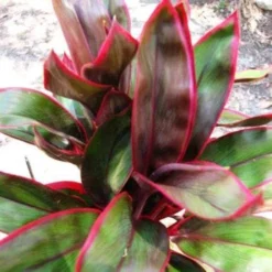 Cordyline Fruticosa John Klass Red -NatureNest Shop jkr 500