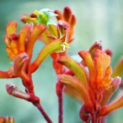 Australian Wildflower Kangaroo Paw - Seed -NatureNest Shop kangaroo paw sunset