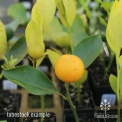Citrus Japonica - Kumquat -NatureNest Shop kumquat tubestock