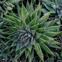 Aloe Aristata - Lace Aloe - Succulent 13 Aloe Aristata - Lace Aloe - Succulent -NatureNest Shop lace aloe cluster