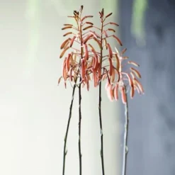 Aloe Aristata - Lace Aloe - Succulent 9 Aloe Aristata - Lace Aloe - Succulent -NatureNest Shop lace aloe flowers floradania