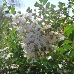 Crepe Myrtle - Lagerstroemia Natchez 26 Crepe Myrtle - Lagerstroemia Natchez -NatureNest Shop lagerstroemia natchez nursery