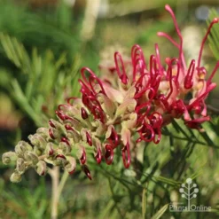 Grevillea Lana Maree 17 Grevillea Lana Maree -NatureNest Shop lana maree opening 1