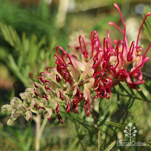 Grevillea Lana Maree 6 Grevillea Lana Maree - Image 6