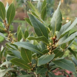 Laurus Nobilis - Bay Tree -NatureNest Shop laurel bay tree 500 1