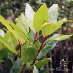 Laurus Nobilis - Bay Tree -NatureNest Shop laurus bay tree red stem