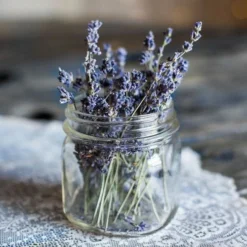 Lavender English Munstead - Seed -NatureNest Shop lavender dried