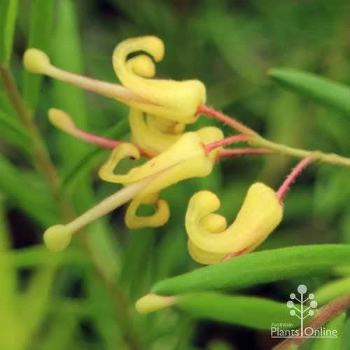 Grevillea Lemon Daze 3 Grevillea Lemon Daze - Image 3