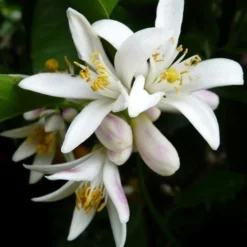 Citrus - Lemon Lisbon -NatureNest Shop lemon flower 500 1