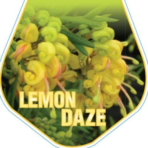 Grevillea Lemon Daze 5 Grevillea Lemon Daze - Image 5