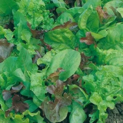 Lettuce Mixed Salad Leaves - Seed -NatureNest Shop lettuce mixed 2