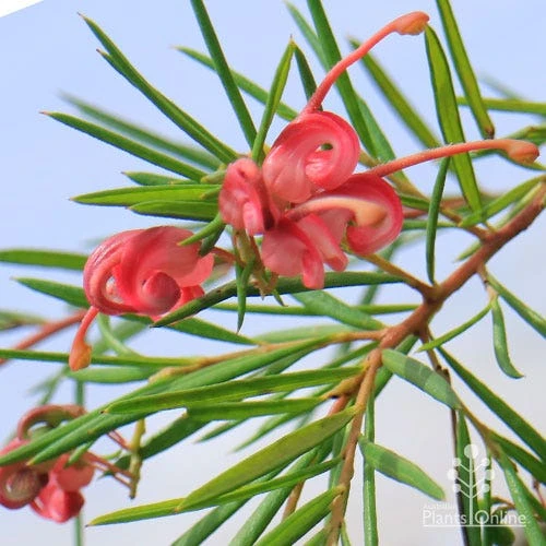 Grevillea Liliane 4 Grevillea Liliane - Image 4