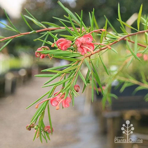 Grevillea Liliane 1 Grevillea Liliane