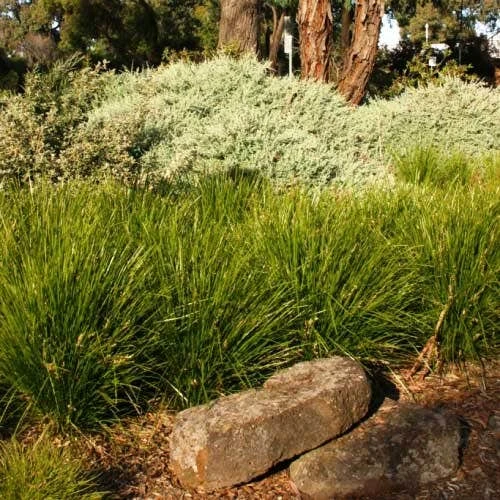 Lomandra Lime Tuff 4 Lomandra Lime Tuff - Image 4