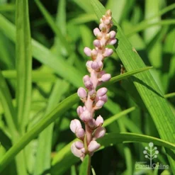 Liriope Samantha 16 Liriope Samantha -NatureNest Shop liriope samantha flower