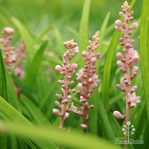 Liriope Samantha 1 Liriope Samantha