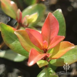 Metrosideros Little Ewan - Dwarf NZ Christmas Bush -NatureNest Shop little ewan new leaf colour
