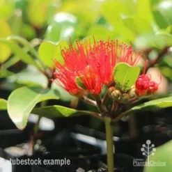 Metrosideros Little Ewan - Dwarf NZ Christmas Bush -NatureNest Shop little ewan tubestock