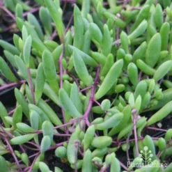 Othonna Ruby Necklace - Little Pickles - Succulent 13 Othonna Ruby Necklace - Little Pickles - Succulent -NatureNest Shop little pickles red stems close 500