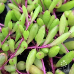 Othonna Ruby Necklace - Little Pickles - Succulent 9 Othonna Ruby Necklace - Little Pickles - Succulent -NatureNest Shop little pickles ruby necklace