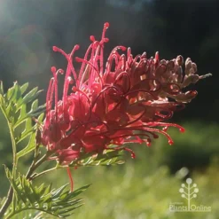 Grevillea Little Robyn -NatureNest Shop little robyn grevillea backlit