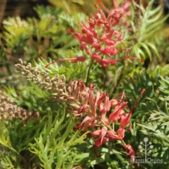 Grevillea Little Robyn -NatureNest Shop little robyn tubestock flowering
