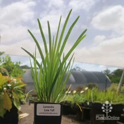 Garden Plants Sales Store 19 Garden Plants Sales Store -NatureNest Shop lomanndra lime tuff tubestock