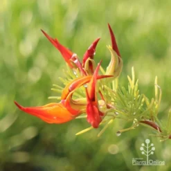 Lotus Red Flash - Parrot's Beak 9 Lotus Red Flash - Parrot's Beak -NatureNest Shop lotus berth flower close
