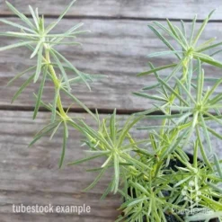 Lotus Red Flash - Parrot's Beak 14 Lotus Red Flash - Parrot's Beak -NatureNest Shop lotus red flash