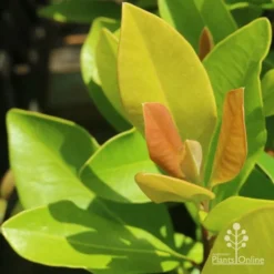 Tristaniopsis Luscious - Water Gum -NatureNest Shop luscious new leaves
