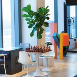 Ficus Lyrata - Fiddle Leaf Fig -NatureNest Shop lyrata chessboard