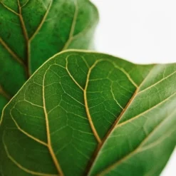 Ficus Lyrata Bambino - Fiddle Leaf Fig 11 Ficus Lyrata Bambino - Fiddle Leaf Fig -NatureNest Shop lyrata leaf closeup