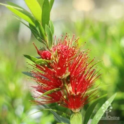 Callistemon Macarthur 18 Callistemon Macarthur -NatureNest Shop macarthur flower closeup