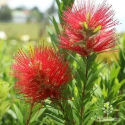 Callistemon Macarthur 21 Callistemon Macarthur -NatureNest Shop macarthur flowers tunestock