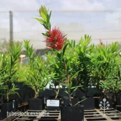 Callistemon Macarthur 23 Callistemon Macarthur -NatureNest Shop macarthur tubestock
