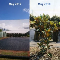 Magnolia Little Gem -NatureNest Shop magnolia tubestock growth 1 year