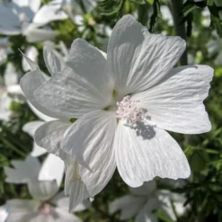 Musk Mallow - Seed -NatureNest Shop mallow white