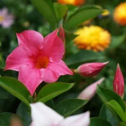 Mandevilla All Season Pink -NatureNest Shop mandevilla for all season