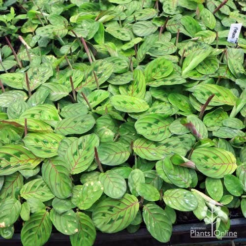 Maranta - Prayer Plant 4 Maranta - Prayer Plant - Image 4