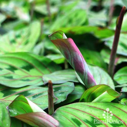 Maranta - Prayer Plant 3 Maranta - Prayer Plant - Image 3