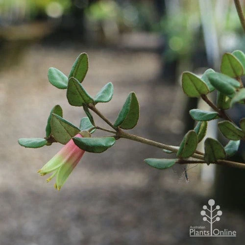 Correa Marian's Marvel 7 Correa Marian's Marvel - Image 7