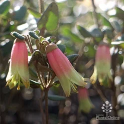 Correa Marian's Marvel 17 Correa Marian's Marvel -NatureNest Shop marian marvel flowers