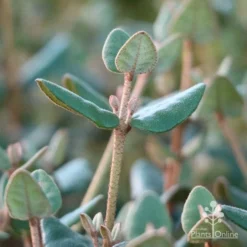 Correa Marian's Marvel 23 Correa Marian's Marvel -NatureNest Shop marians marvel foliage 1