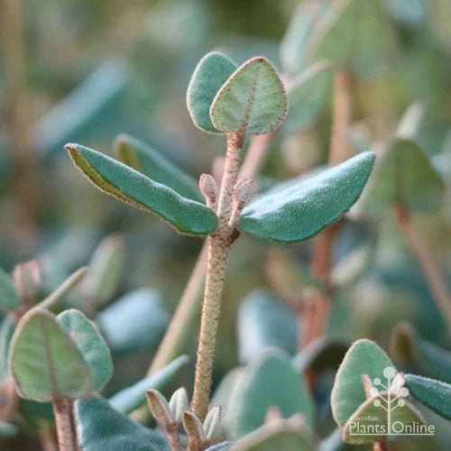 Correa Marian's Marvel 10 Correa Marian's Marvel - Image 10