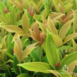 Medinilla - Malaysian Orchid 15 Medinilla - Malaysian Orchid -NatureNest Shop medinilla myriantha leaf 1