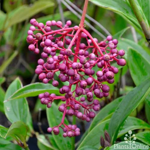 Medinilla - Malaysian Orchid 2 Medinilla - Malaysian Orchid - Image 2